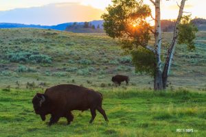 Bison in Yellowstone National Park - Pix on Trips
