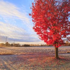 Fall colors at sunrise in rural Canada - Pix on Trips