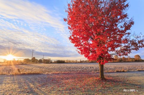 Fall colors at sunrise in rural Canada - Pix on Trips