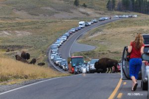 Traffic Jam in Yellowstone National Park - Pix on Trips