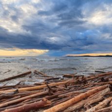 Driftwood at shore of Lake Superior - Pix on Trips