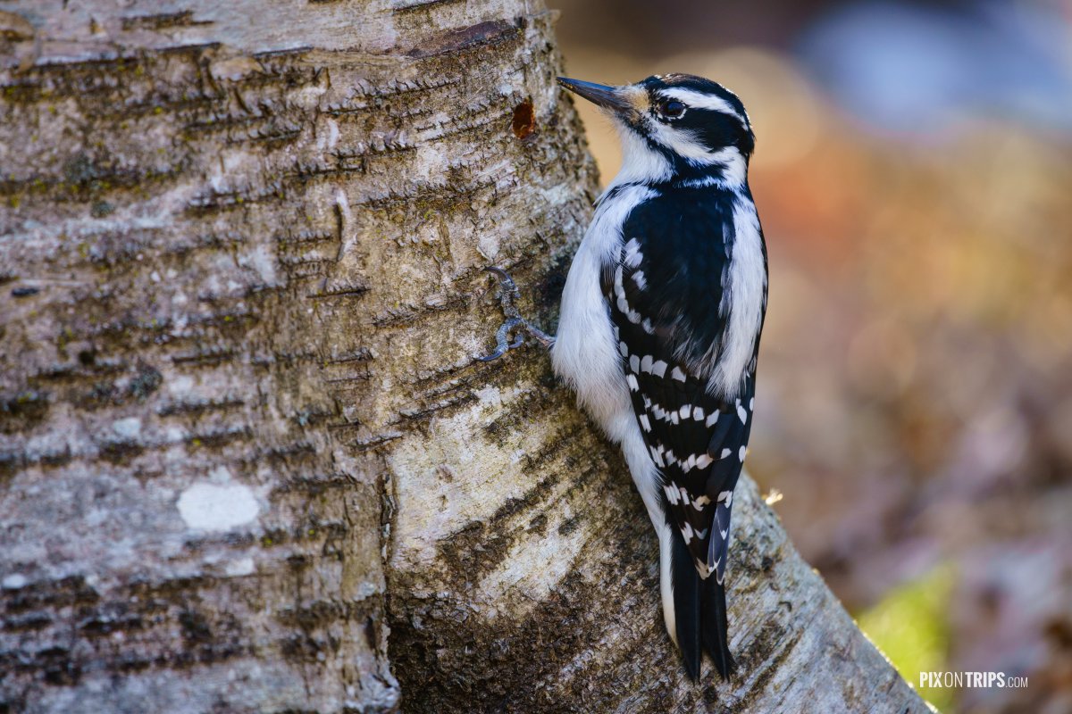 Hairy woodpecker (picoides villosus) on a tree - Pix on Trips