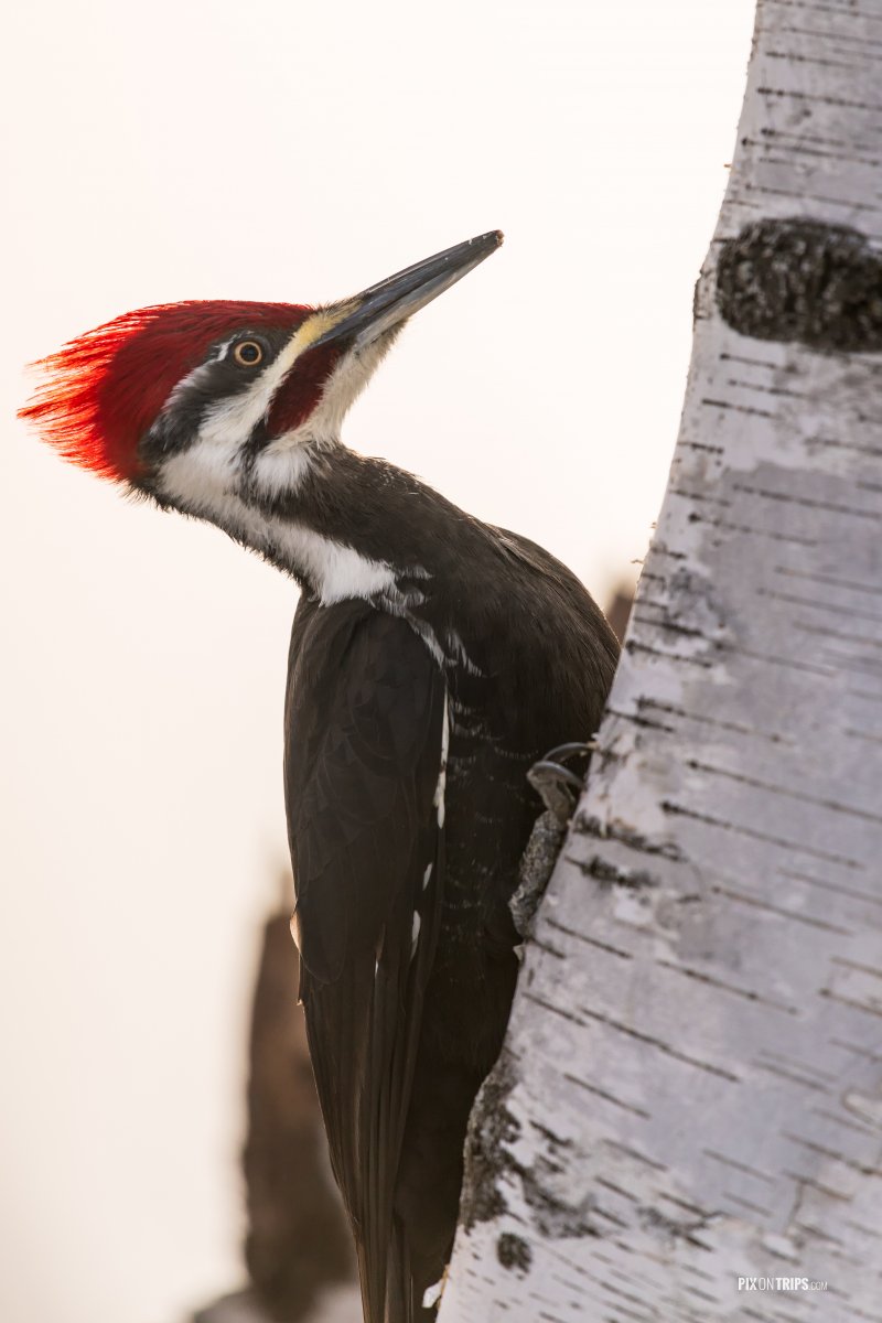 Pileated Woodpecker (dryocopus pileatus) - Pix on Trips