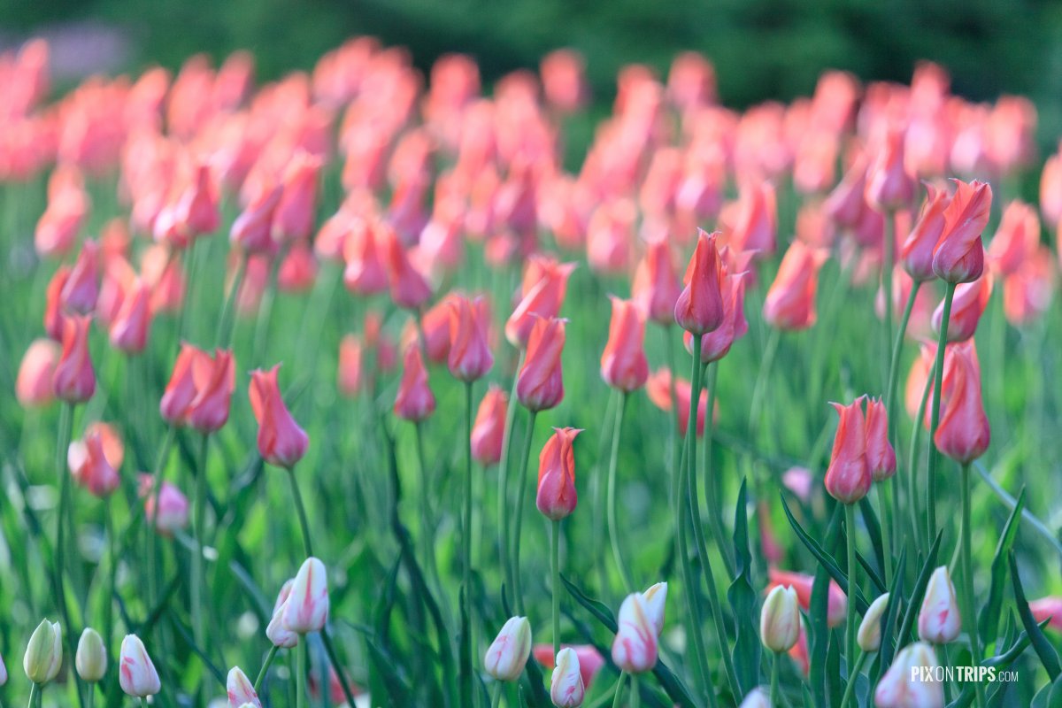 Pink tulips at Ottawa Tulip Festival - Pix on Trips