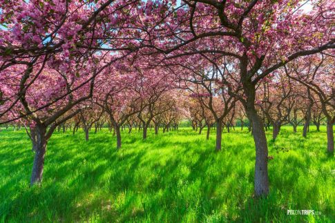 Spring Blossom trees - Pix on Trips