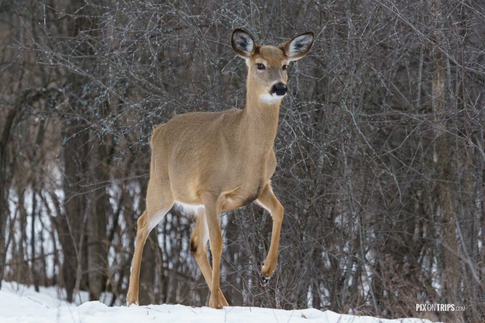 white tailed deer in winter - Pix on Trips