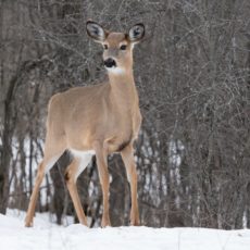 white tailed deer in winter - Pix on Trips