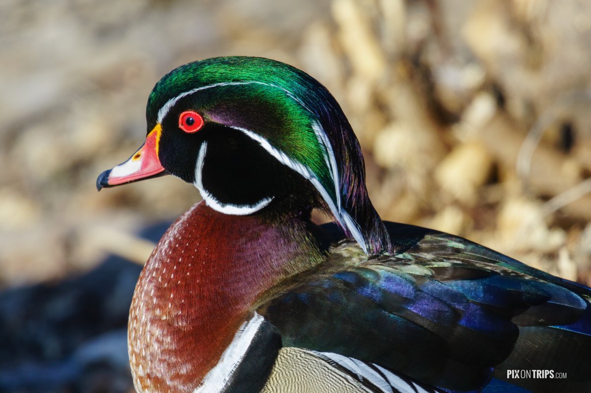 Close up of a male wood duck - Pix on Trips