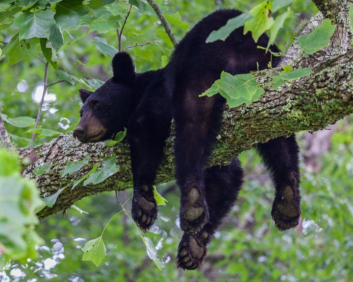A black bear rests on a tree branch, Great Smoky Mountains National Park, TN, USA - Pix on Trips