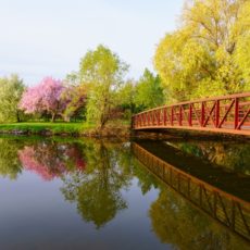 A park with red bridge and pink blossom tree - Pix on Trips