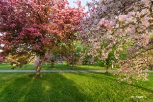 trees with colorful blossoms in Spring - Pix on Trips