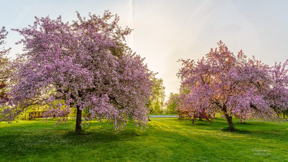 Pink blossom trees in an early morning at Dominion Arboretum, Ottawa, Canada