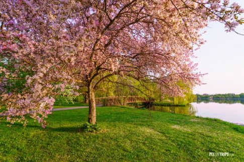 PInk blossom trees and foot bridge in a park - Pix on Trips