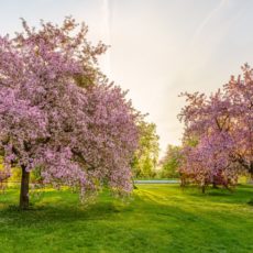 Flowering pink crabapple trees - Pix on Trips