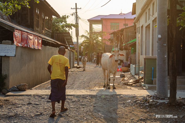 Street with people and cattles in Mandalay, Myanmar at sunset