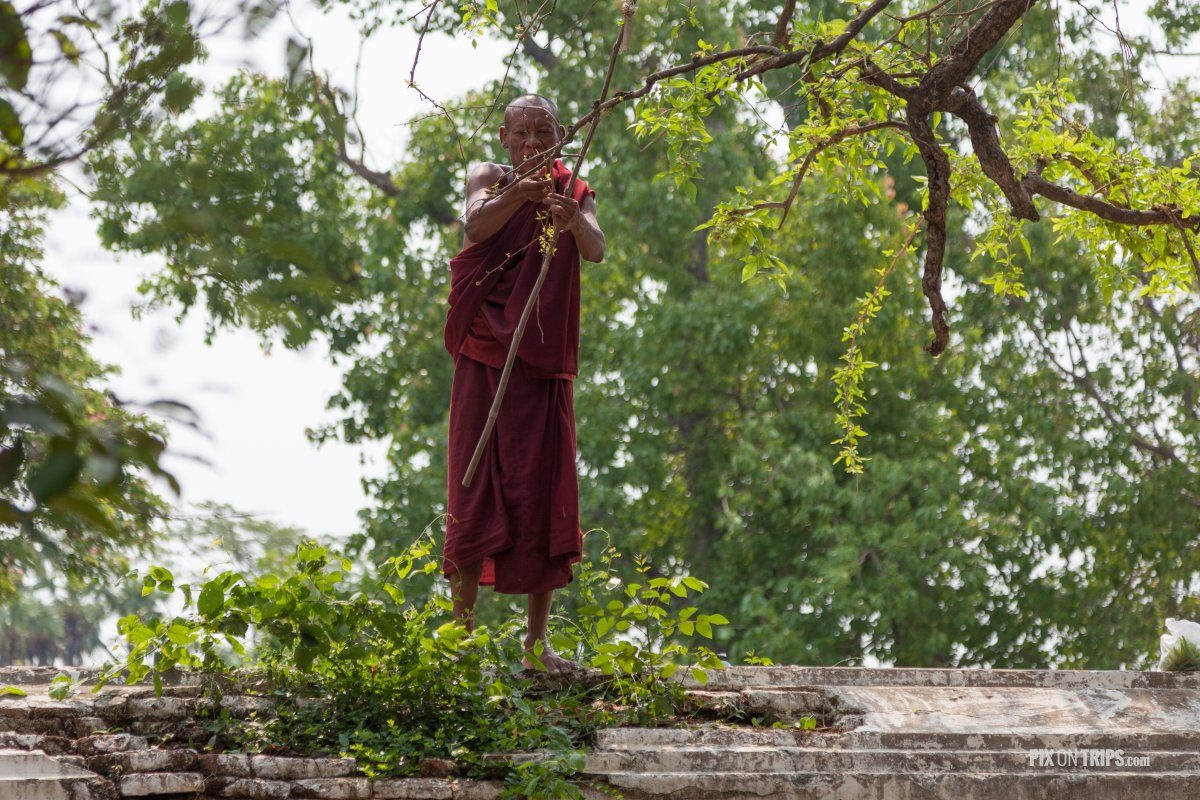 Monk clips leaves from a tree for food, Mandalay, Myanmar