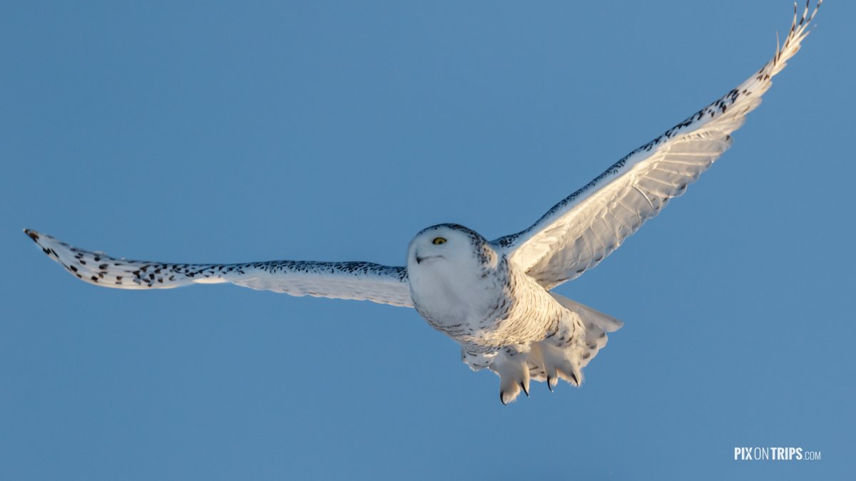 Snowy Owl in Flight - Pix on Trips