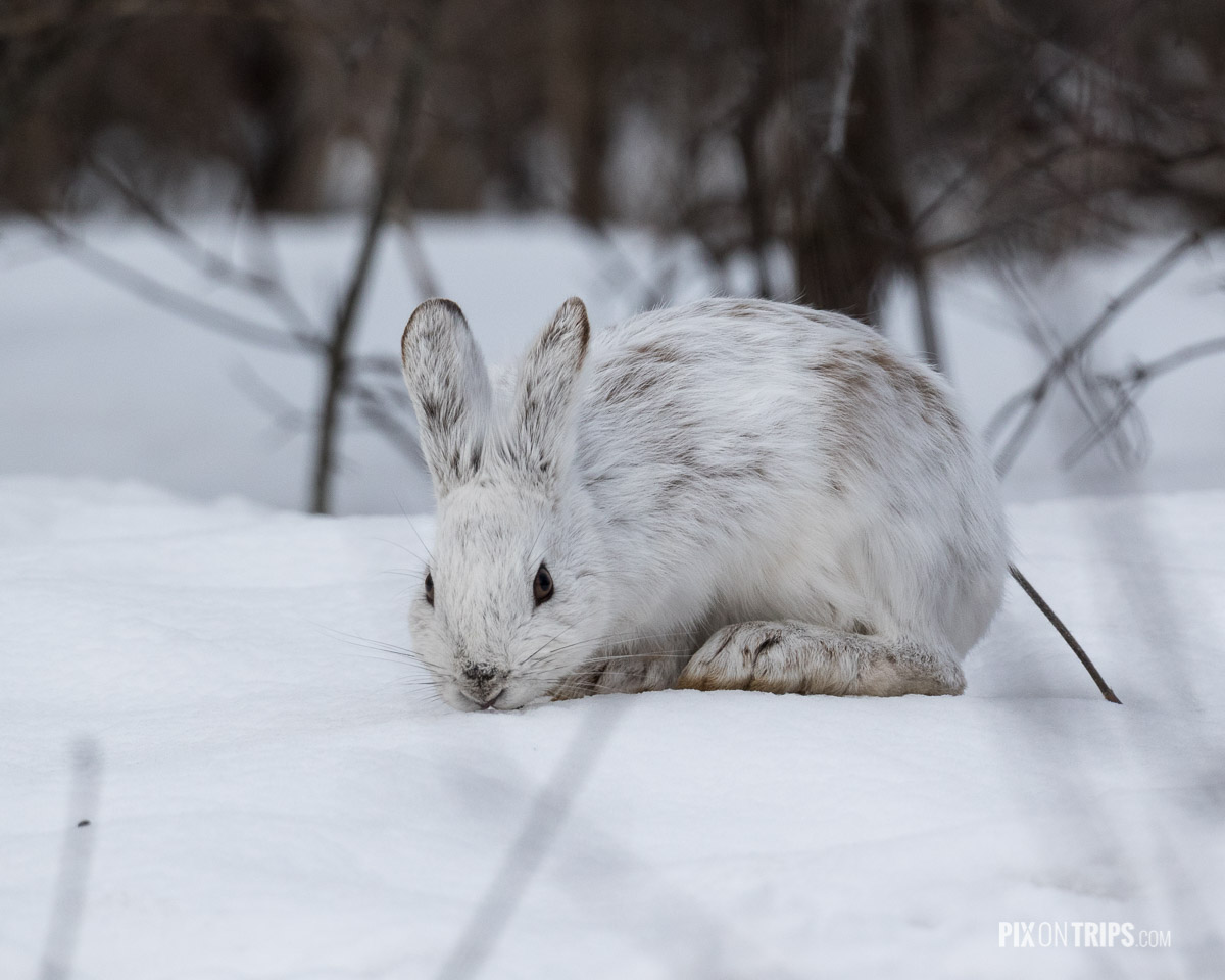 Snowshoe hare found in Ottawa Green Belt
