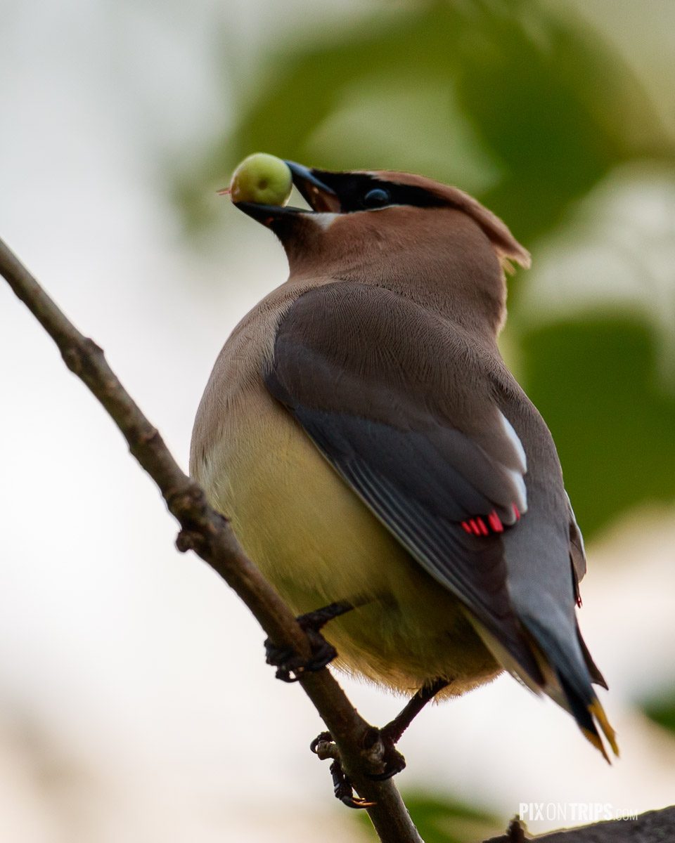 Cedar Waxwing perches on a tree branch with green fruit in its beak - Pix on Trips