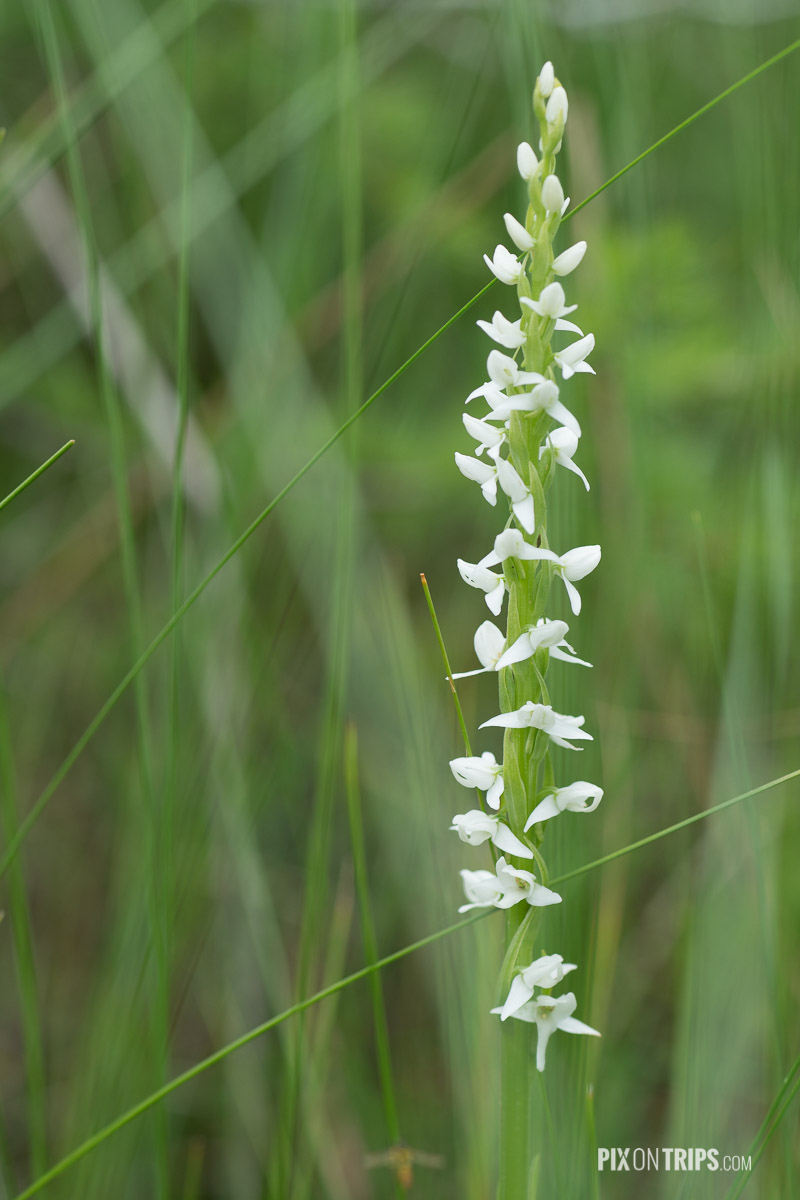 White Bog Orchid (Platanthera dilatata), Eastern Ontario, Canada