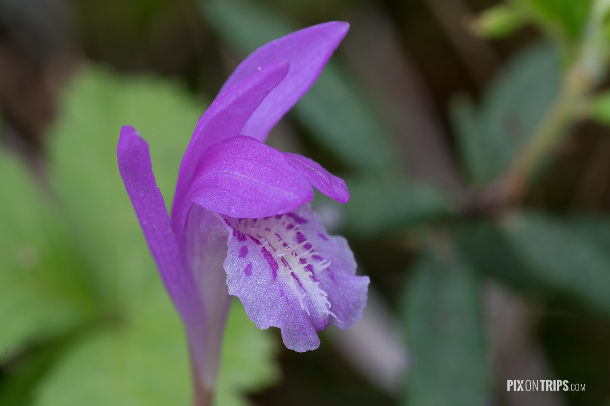Rose Pogonia (Pogonia ophioglossoides), Eastern Ontario, Canada - Pix on Trips