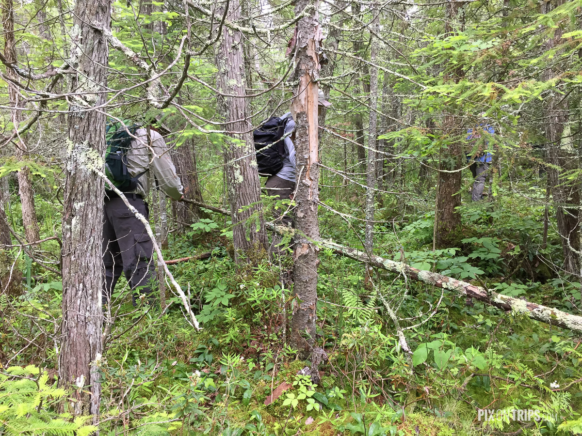 OFNC members trek in woods