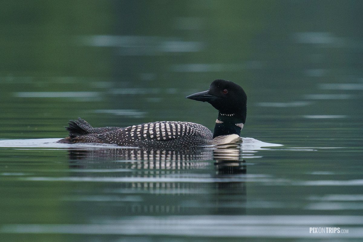 Common loon swimming in the Hogg Bay, Murphy's Point Provincial Park