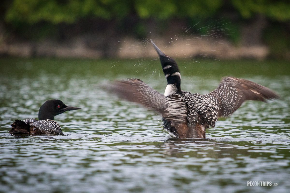 Loons, Murphy's Point Provincial Park, Ontario