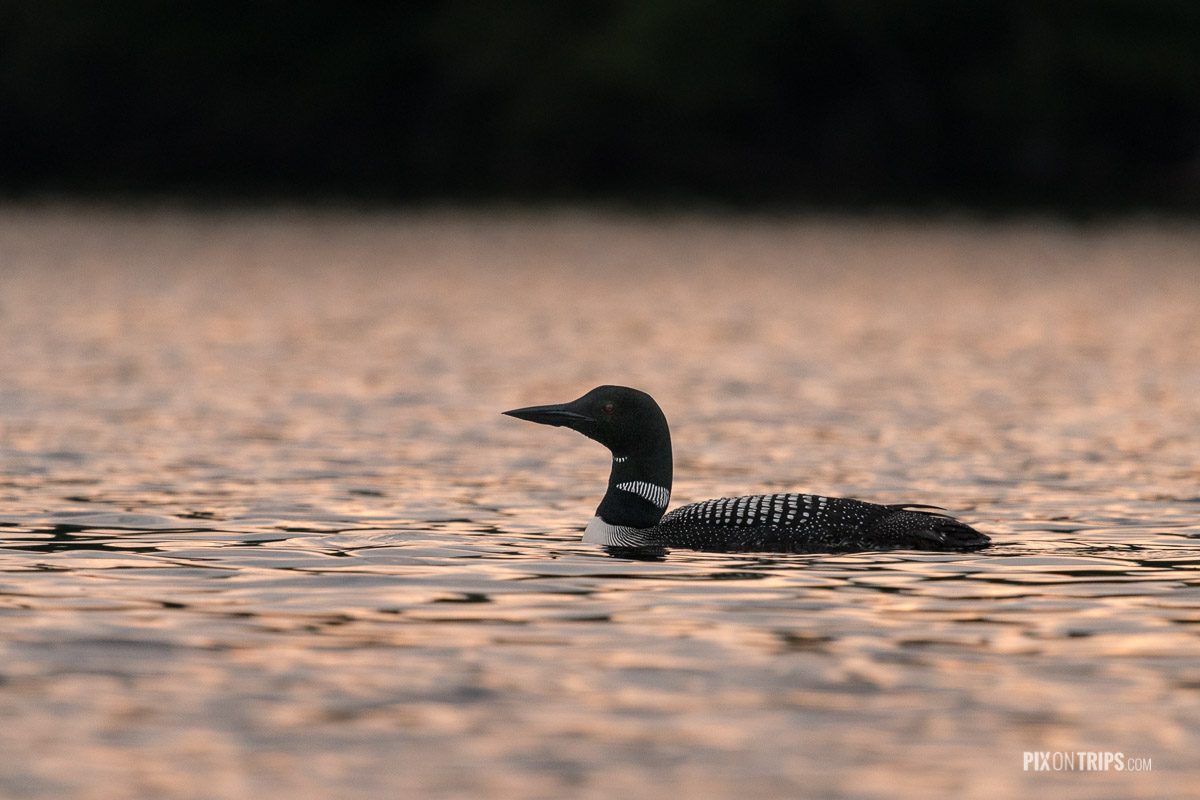 Common loon on a lake with golden reflection, Murphy's Point Provincial Park