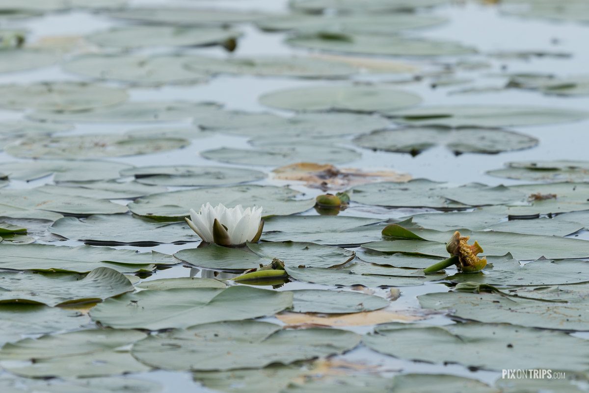 Water lily and water lily pads, Murphy's Point Provincial Park - Pix on Trips