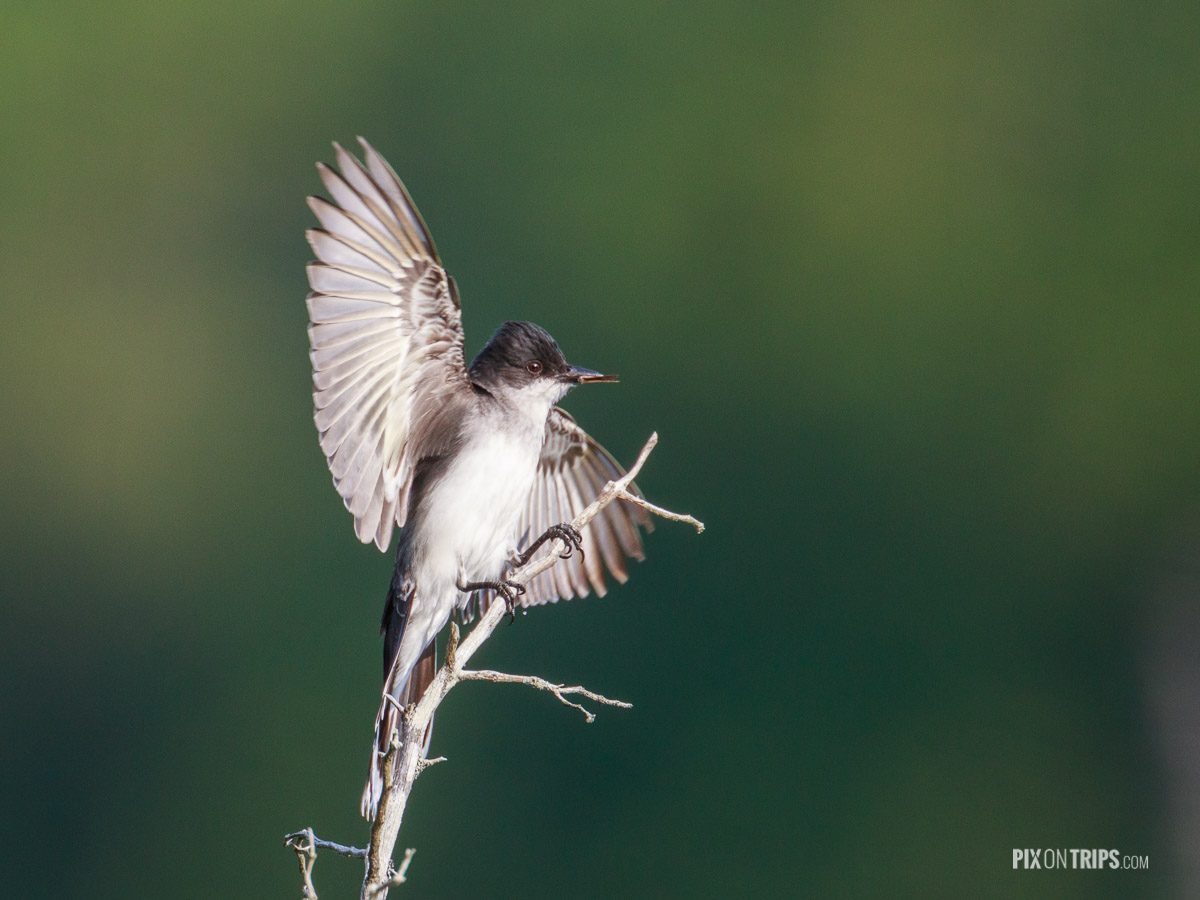 Eastern kingbird with insect between the bills, Murphy's Point Provincial Park