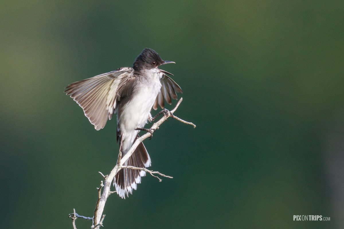 Eastern kingbird with open bills, Murphy's Point Provincial Park - Pix on Trips