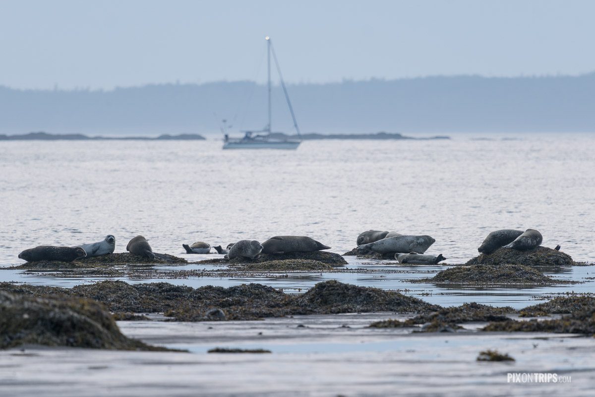 Seals resting on rocks close to shore