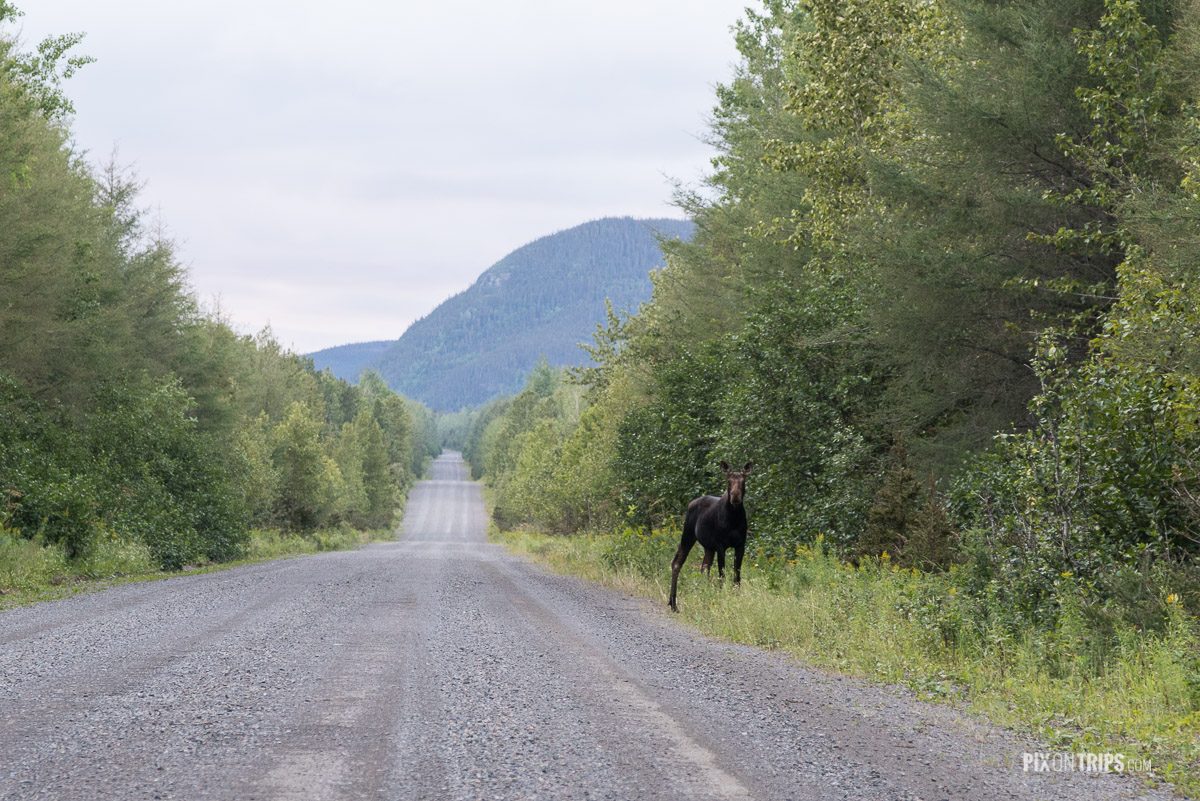 Moose in Parc de la Gaspésie of Quebec, Canada