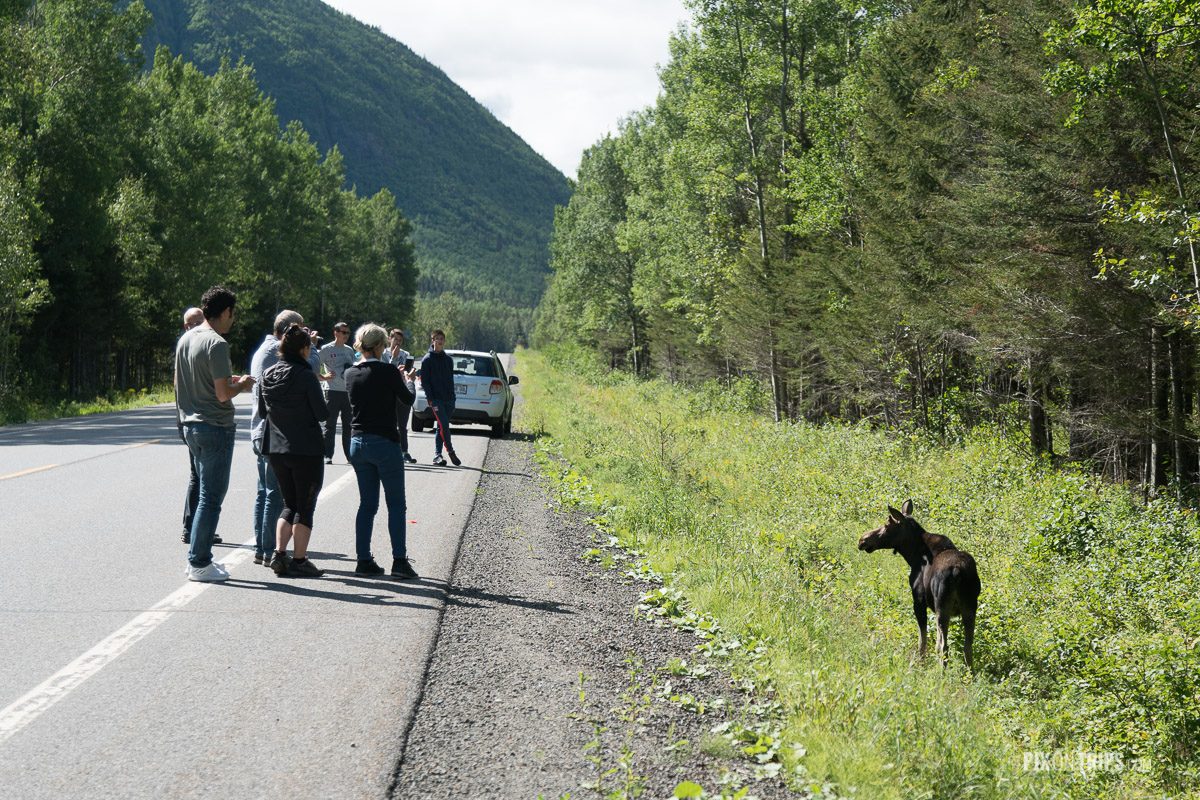 Visitors in Parc de la Gaspésie of Quebec pull over their vichle to take photos of a moose by autoroute 299
