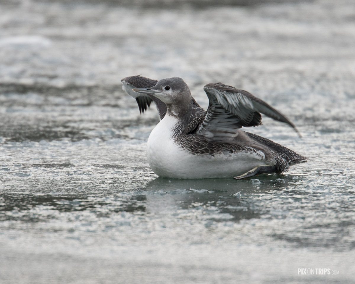 An injured juvenile red-throated loon attempts to fly from a frozen pond, Ottawa