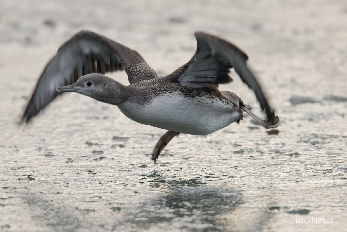 An injured juvenile red-throated loon attempts to fly from a frozen pond, Ottawa