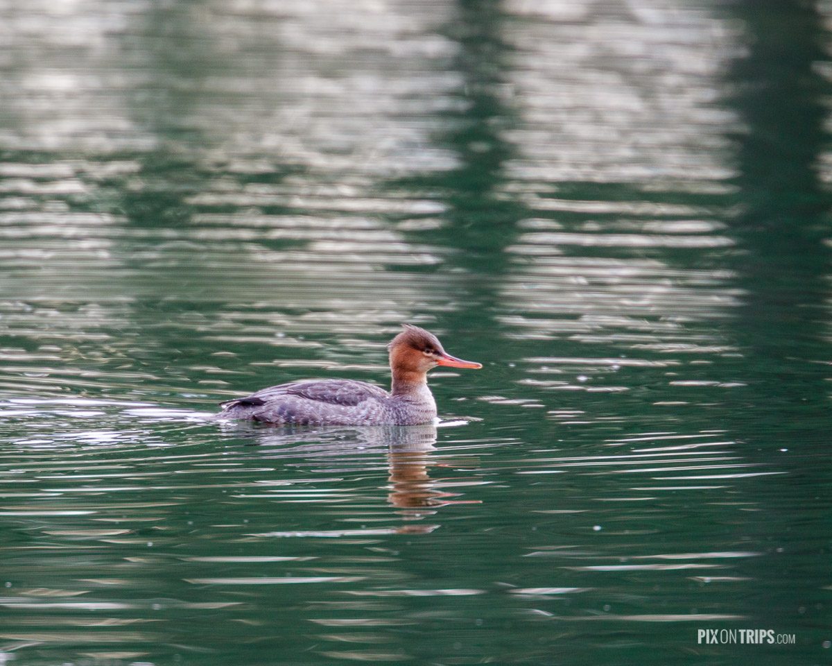 Female Red-breasted Merganser swimming in a pond in west Ottawa, Canada