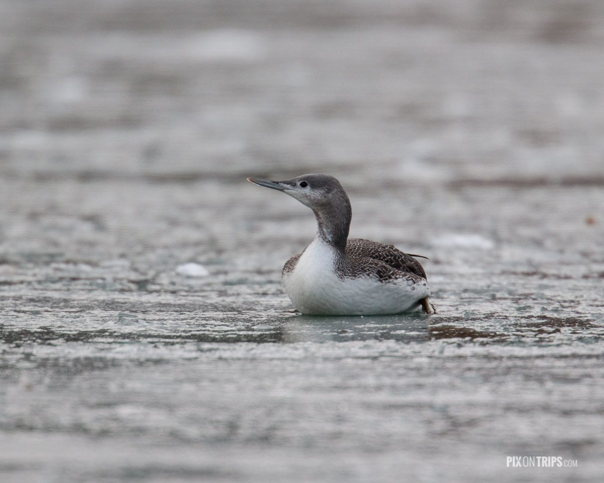 Red-throated loon laying on a frozen pond in Andrew Haydon Park, Canada