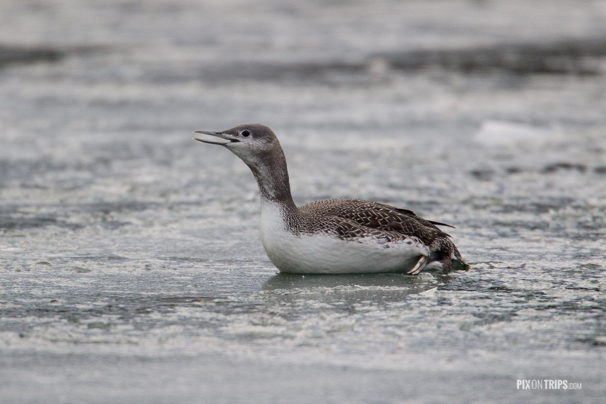 An injured read-throated loon lays on frozen ice and calls for help