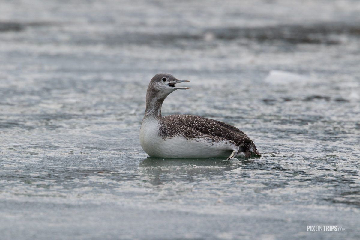 An injured read-throated loon lays on frozen ice and calls for help