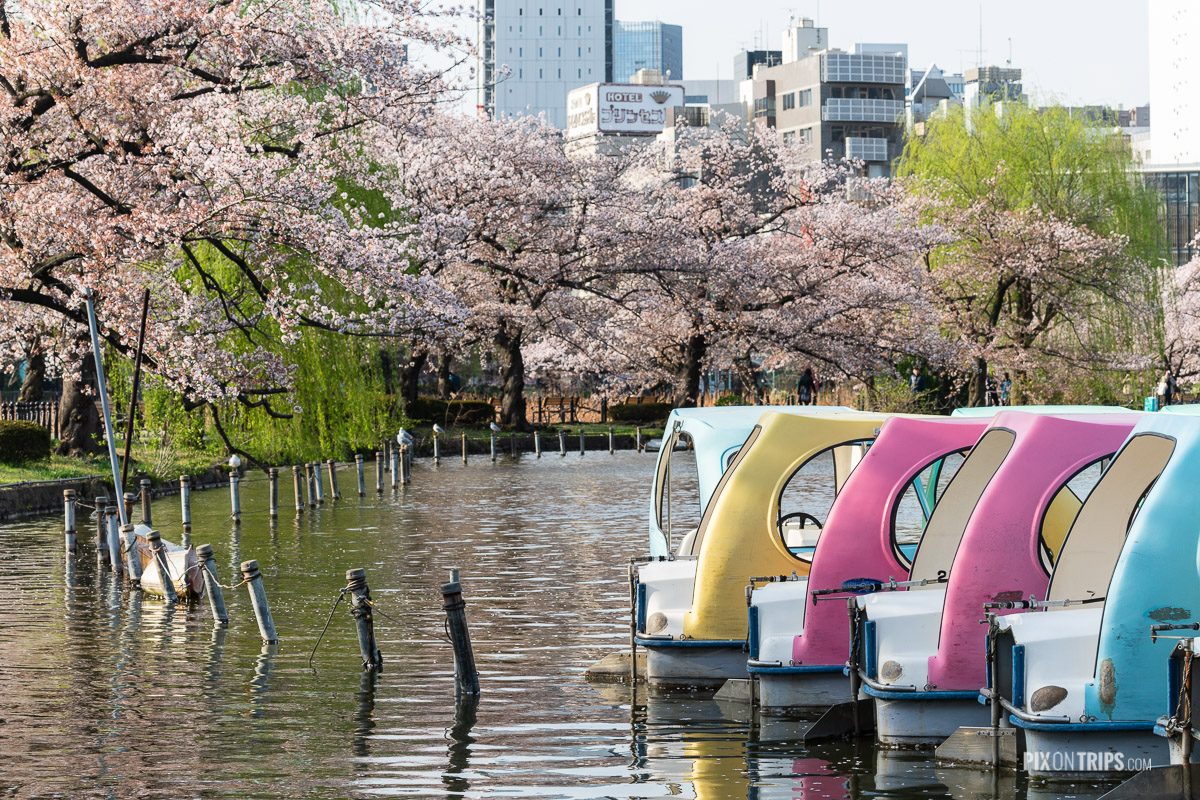 Ueno Park boat dock in spring - Pix on Trips