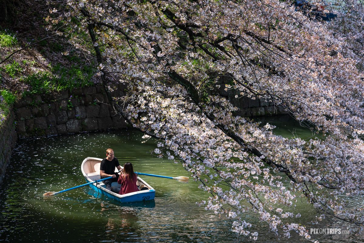 Couple peddle in the hidoriga-fuchi canal during cherry blossom season, Tokyo, Japan - Pix on Trips