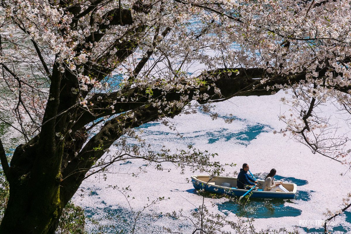 Couple peddle in the Chidorigafuchi canal full of cherry blossom petals, Tokyo, Japan - Pix on Trips