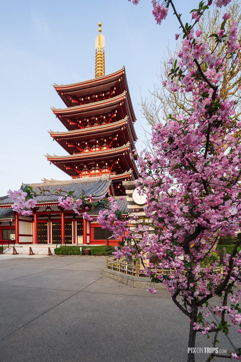 The Five-Story Pagoda at Sensoji, Asakusa, Tokyo during cherry blossom season - Pix on Trips