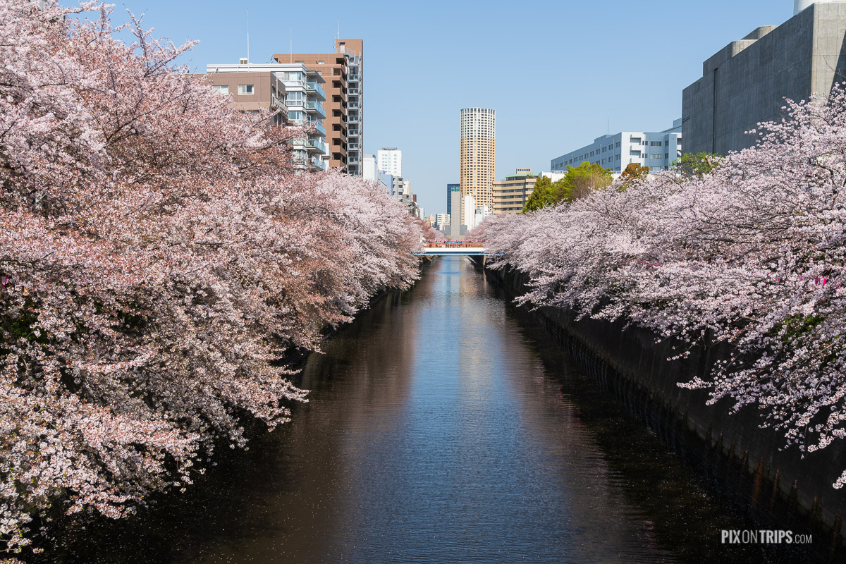 Cherry blossom along the bank of Meguro River, Tokyo, Japan - Pix on Trips