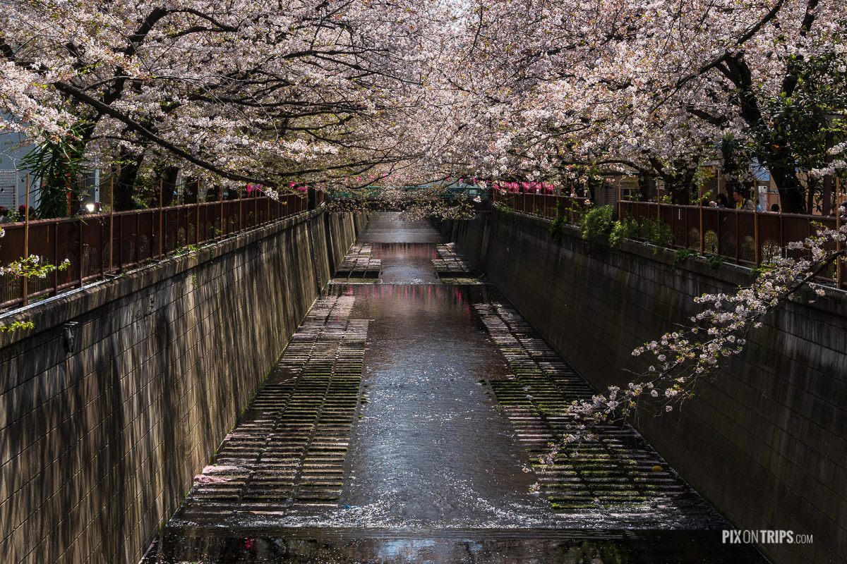 Cherry blossom along the banks of Meguro River, Tokyo, Japan - Pix on Trips