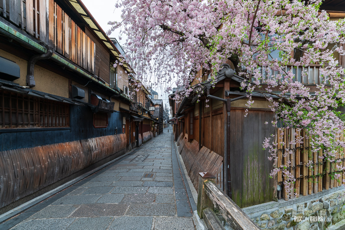 A street in the Gion District of Kyoto during cherry blossoming season, Japan - Pix on Trips