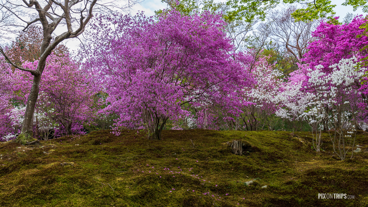 Blossom trees in the Tenryū-ji Garden, Kyoto, Japan - Pix on Trips