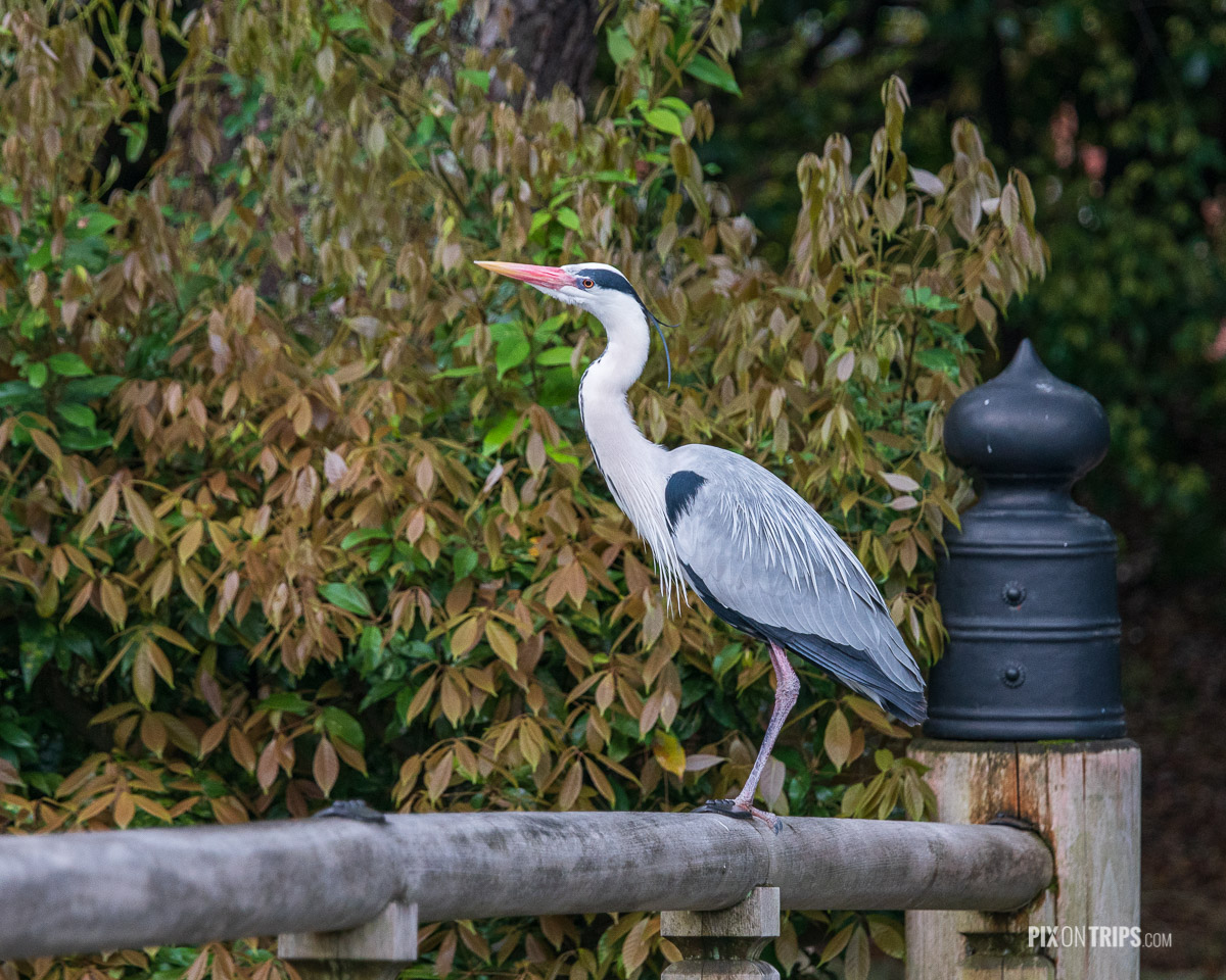 Gray heron standing on the wooden railing of bridge in Kyoto Imperial Park, Kyoto, Japan Pix on Trips